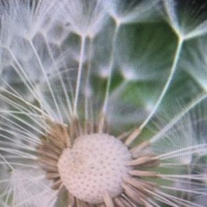 Meet your Posher, Augustus